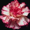 carnation