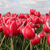 tulip